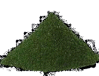 Chlorella